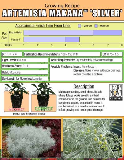 Artemisia MAKANA™ 'Silver' - Growing Recipe