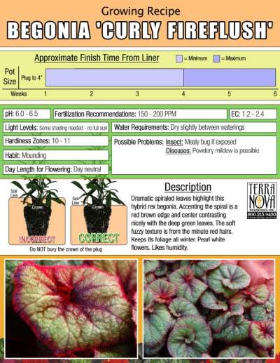 Begonia 'Curly Fireflush' - Growing Recipe