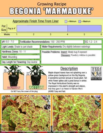 Begonia 'Marmaduke' - Growing Recipe