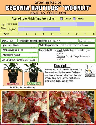 Begonia NAUTILUS™ 'Moonlit' - Growing Recipe