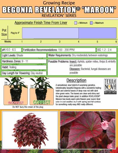 Begonia REVELATION® 'Maroon' - Growing Recipe