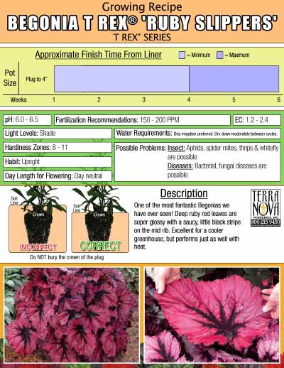 Begonia T REX® 'Ruby Slippers' - Growing Recipe