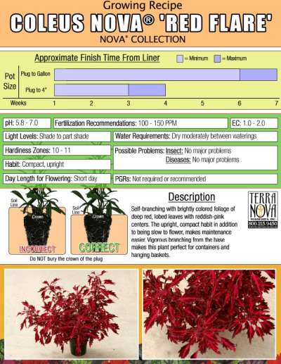 Coleus NOVA® 'Red Flare' - Growing Recipe