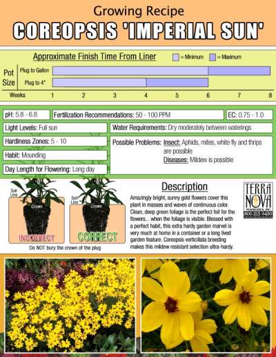 Coreopsis 'Imperial Sun' - Growing Recipe
