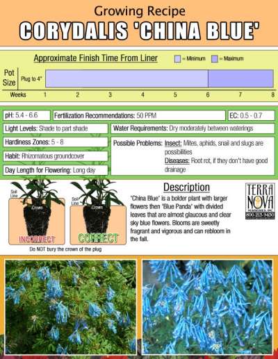 Corydalis 'China Blue' - Growing Recipe