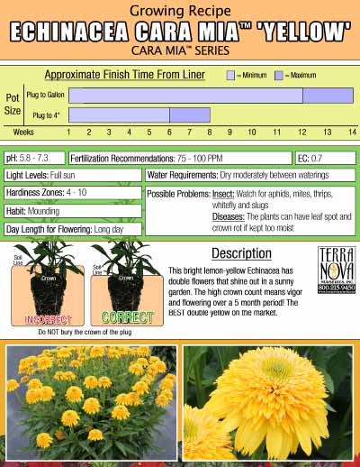 Echinacea CARA MIA™ 'Yellow' - Growing Recipe