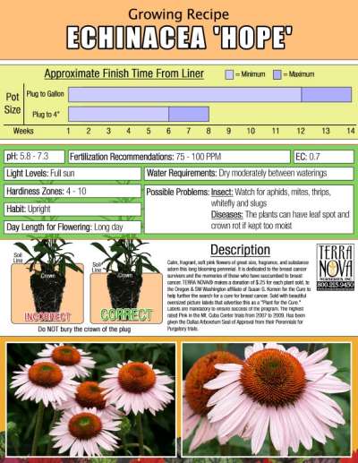 Echinacea 'Hope' - Growing Recipe
