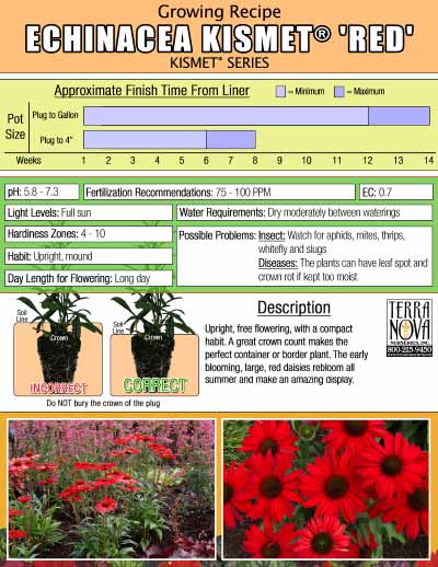 Echinacea KISMET® 'Red' - Growing Recipe