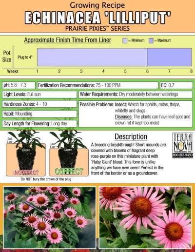 Echinacea 'Lilliput' - Growing Recipe