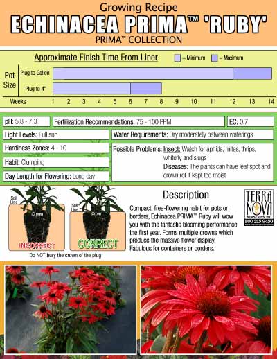 Echinacea PRIMA™ 'Ruby' - Growing Recipe