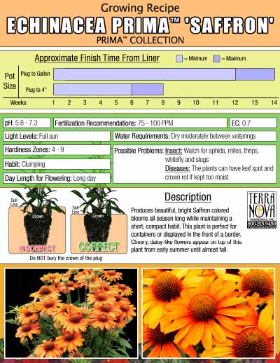 Echinacea PRIMA™ 'Saffron' - Growing Recipe