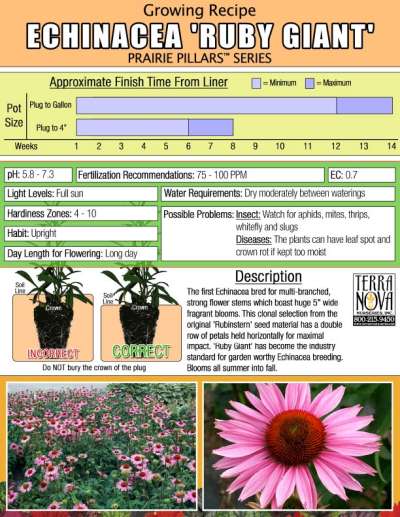 Echinacea 'Ruby Giant' - Growing Recipe