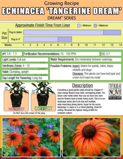 Echinacea 'Tangerine Dream' - Growing Recipe
