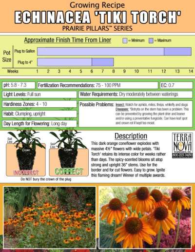 Echinacea 'Tiki Torch' - Growing Recipe
