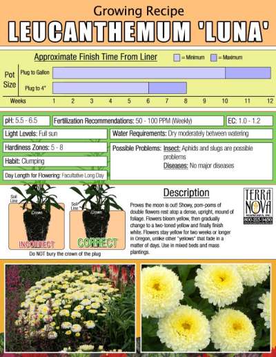Leucanthemum 'Luna' - Growing Recipe