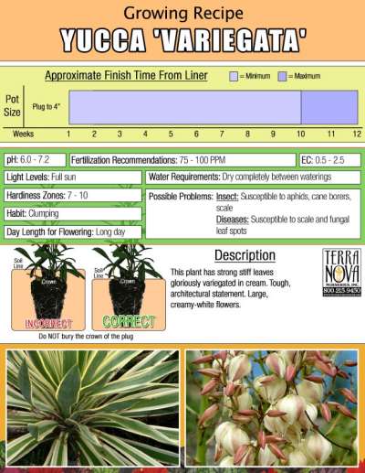 Yucca 'Variegata' - Growing Recipe