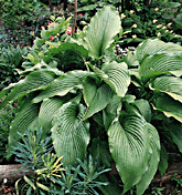 Hosta 'Jade Cascade'
