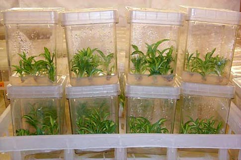 Plants In Tissue Culture
