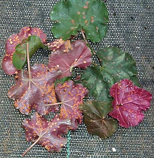 Leaves with rust.
