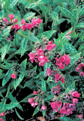 Pulmonaria 'Raspberry Splash'