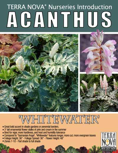Acanthus 'Whitewater' - Product Profile