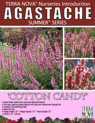 Agastache 'Cotton Candy' - Product Profile