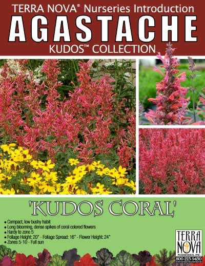 Agastache 'Kudos Coral' - Product Profile