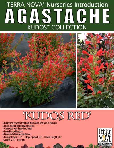 Agastache 'Kudos Red' - Product Profile