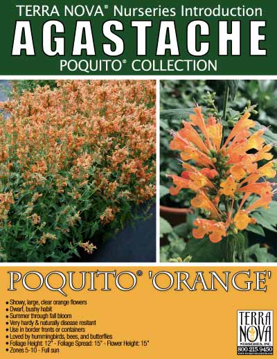 Agastache POQUITO® 'Orange' - Product Profile