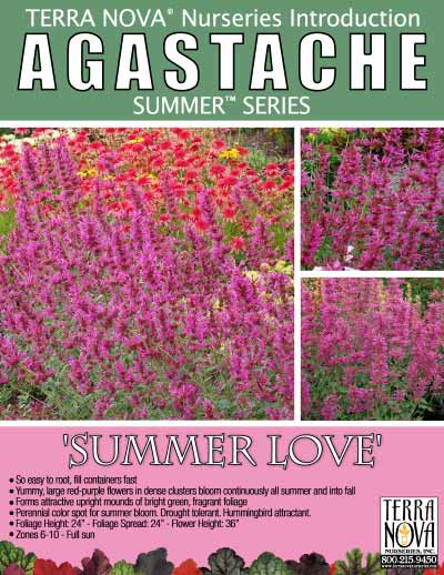 Agastache 'Summer Love' - Product Profile