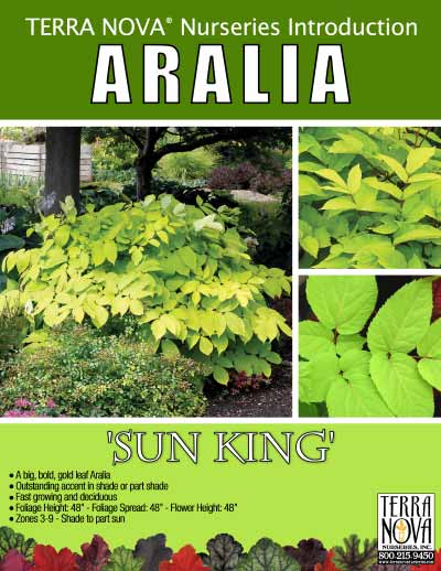 Aralia 'Sun King' - Product Profile