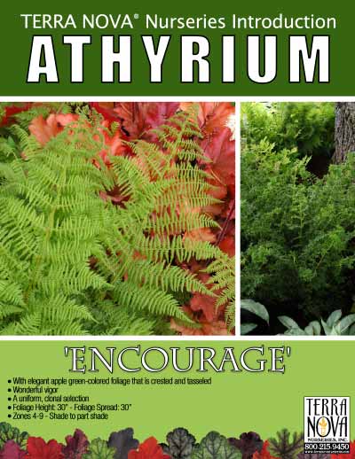 Athyrium 'Encourage' - Product Profile