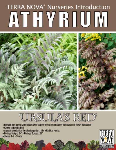 Athyrium 'Ursula's Red' - Product Profile