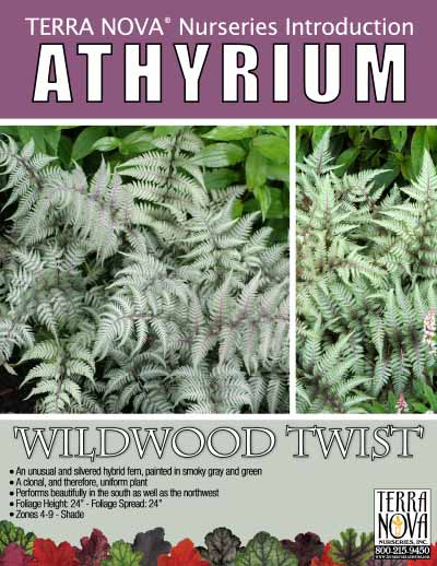 Athyrium 'Wildwood Twist' - Product Profile