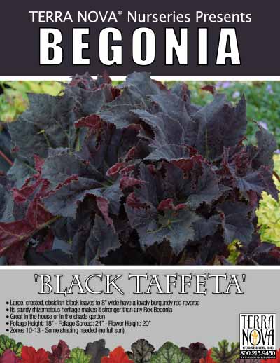 Begonia 'Black Taffeta' - Product Profile