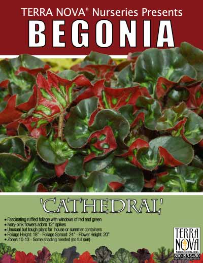 Begonia 'Cathedral' - Product Profile