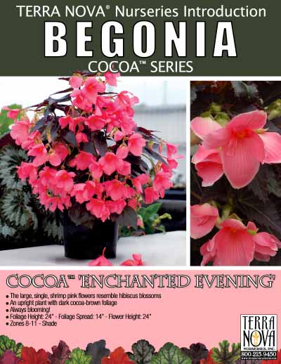 Begonia COCOA™ 'Enchanted Evening' - Product Profile
