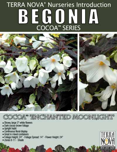Begonia COCOA™ 'Enchanted Moonlight' - Product Profile