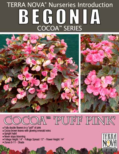 Begonia COCOA™ 'Puff Pink' - Product Profile