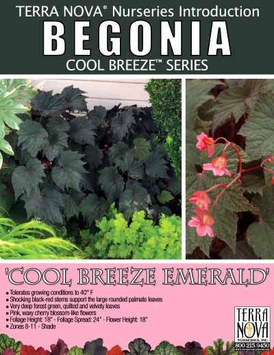 Begonia 'Cool Breeze Emerald' - Product Profile