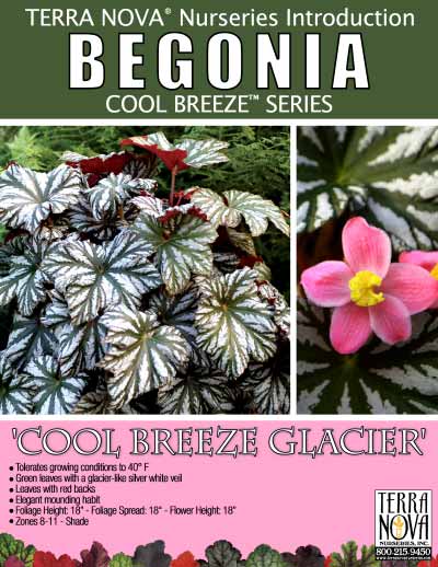 Begonia 'Cool Breeze Glacier' - Product Profile