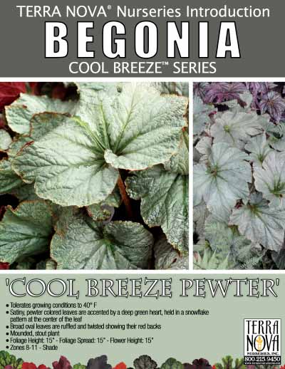 Begonia 'Cool Breeze Pewter' - Product Profile