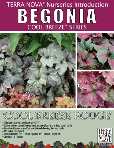 Begonia 'Cool Breeze Rouge' - Product Profile