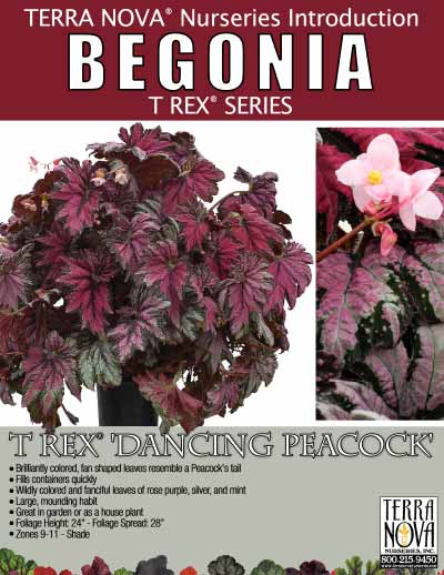 Begonia T REX® 'Dancing Peacock' - Product Profile