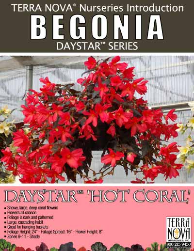 Begonia DAYSTAR™ 'Hot Coral' - Product Profile