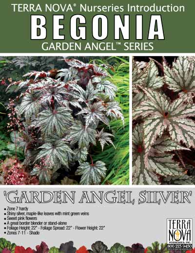 Begonia 'Garden Angel Silver' - Product Profile