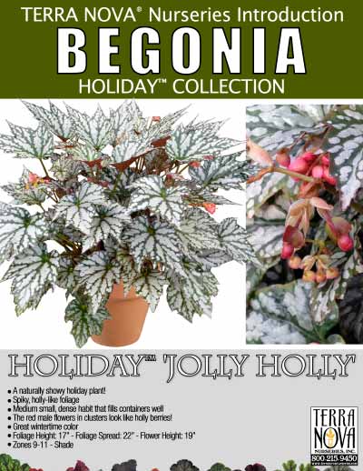 Begonia HOLIDAY™ 'Jolly Holly' - Product Profile