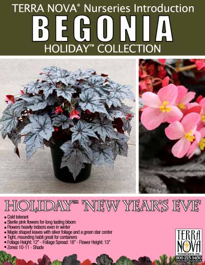 Begonia HOLIDAY™ 'New Year's Eve' - Product Profile