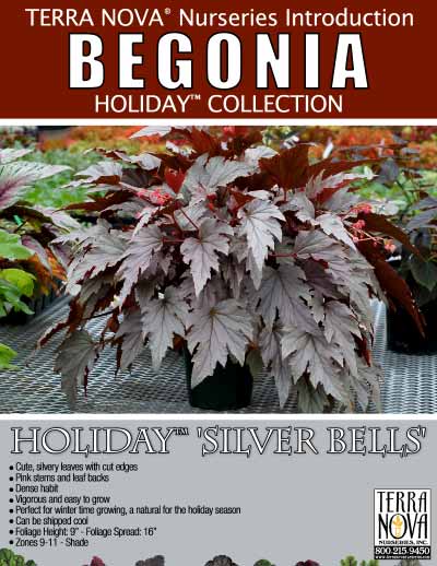 Begonia HOLIDAY™ 'Silver Bells' - Product Profile