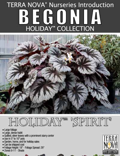 Begonia HOLIDAY™ 'Spirit' - Product Profile